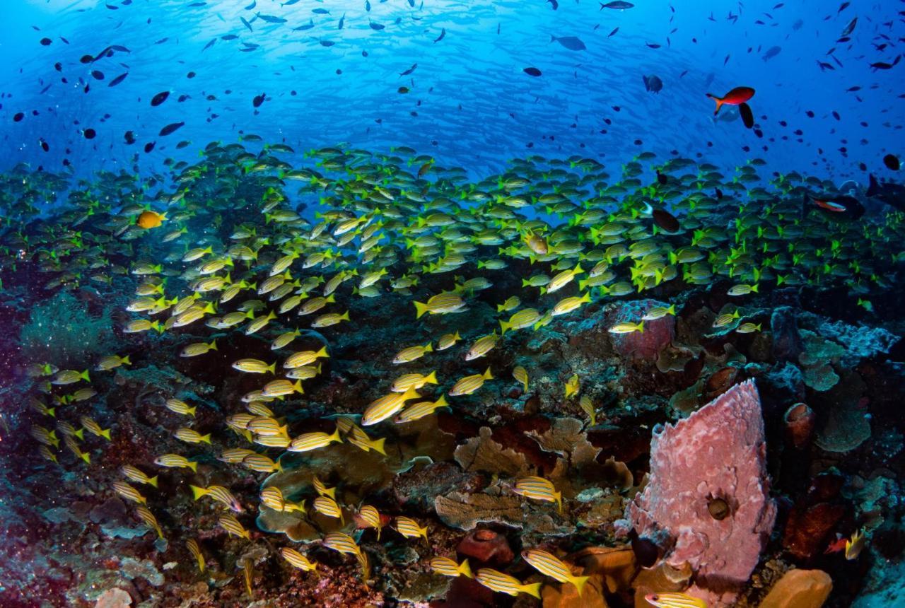 Gasthof Sanctum Eco Dive Pulau Unauna