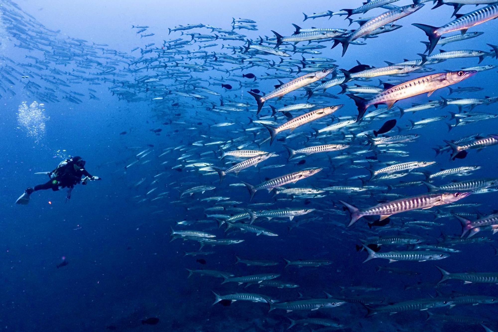 Sanctum Eco Dive Gasthof Pulau Unauna